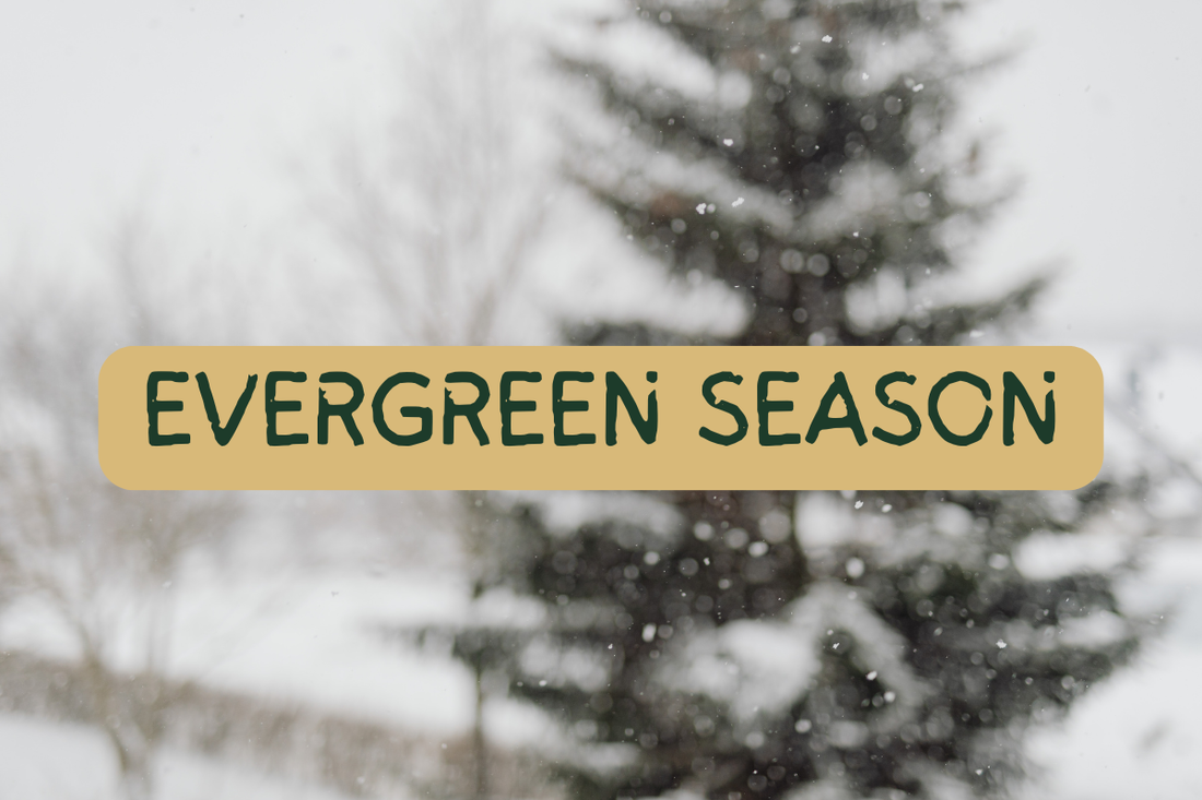 Don't Disappear in December