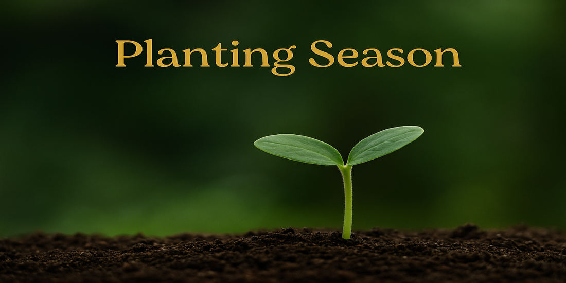 The Start of the Grove